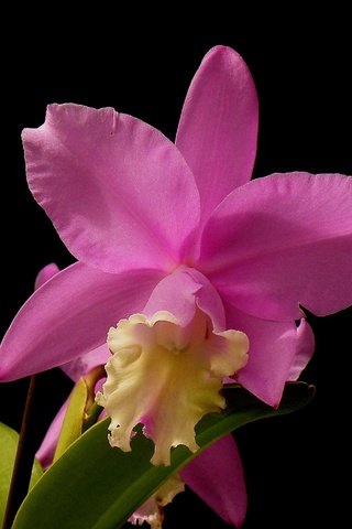 Обои макро, фон, цветок, лепестки, черный фон, орхидея, macro, background, flower, petals, black background, orchid разрешение 3100x1959 Загрузить