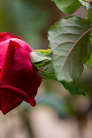 Обои листья, макро, фон, роза, лепестки, размытость, бутон, leaves, macro, background, rose, petals, blur, bud разрешение 2048x1347 Загрузить