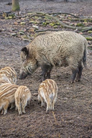 Обои мама, свинья, кабаны, кабанчики, поросята, кабанята, mom, pig, boars, hog, pigs разрешение 2048x1365 Загрузить