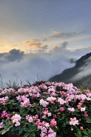 Обои небо, цветы, облака, горы, the sky, flowers, clouds, mountains разрешение 1920x1080 Загрузить