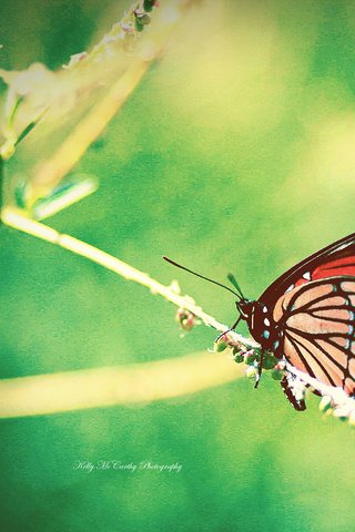 Обои насекомое, бабочка, крылья, размытость, растение, okelly mccarthy, insect, butterfly, wings, blur, plant разрешение 3506x2819 Загрузить