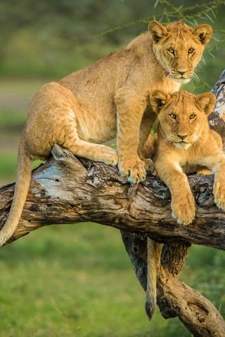 Обои парочка, львы, львята, коряга, a couple, lions, the cubs, snag разрешение 3000x2000 Загрузить