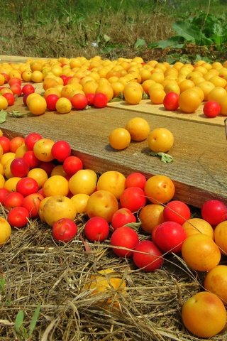 Обои фрукты, урожай, плоды, алыча, слива, fruit, harvest, plum, drain разрешение 1920x1440 Загрузить