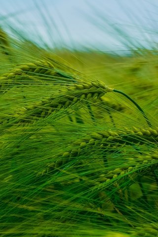 Обои природа, поле, колосья, пшеница, nature, field, ears, wheat разрешение 2923x1644 Загрузить