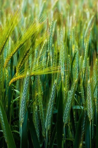 Обои природа, поле, колосья, пшеница, nature, field, ears, wheat разрешение 2048x1402 Загрузить