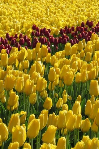 Обои цветы, поле, тюльпаны, желтые, flowers, field, tulips, yellow разрешение 2048x1151 Загрузить