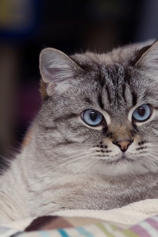 Обои глаза, портрет, кот, кошка, взгляд, eyes, portrait, cat, look разрешение 3785x2832 Загрузить