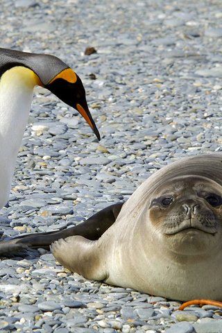 Обои природа, камни, животные, птицы, антарктида, тюлень, пингвины, nature, stones, animals, birds, antarctica, seal, penguins разрешение 2322x1382 Загрузить