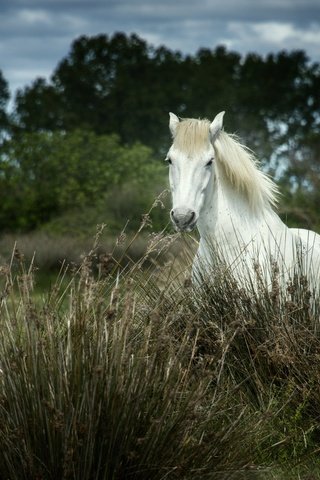 Обои лошадь, трава, деревья, природа, конь, грива, horse, grass, trees, nature, mane разрешение 2048x1451 Загрузить