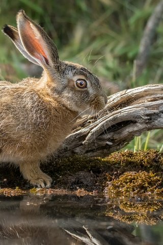 Обои природа, мордочка, взгляд, кролик, уши, заяц, милый, nature, muzzle, look, rabbit, ears, hare, cute разрешение 2048x1366 Загрузить