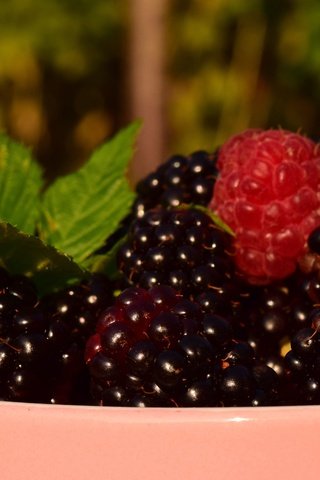Обои листья, макро, малина, ягоды, чашка, ежевика, leaves, macro, raspberry, berries, cup, blackberry разрешение 6000x3375 Загрузить