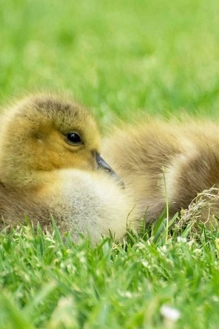 Обои трава, птицы, клюв, перья, птенцы, гуси, гусята, grass, birds, beak, feathers, chicks, geese, the goslings разрешение 2048x1310 Загрузить