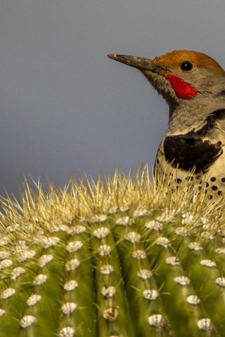 Обои птица, клюв, кактус, дятел, шилоклювый дятел, bird, beak, cactus, woodpecker, silkly woodpecker разрешение 2048x1266 Загрузить