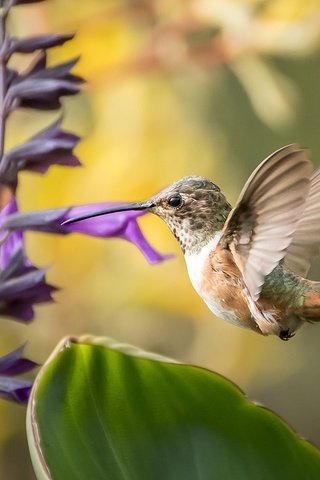 Обои цветы, птица, клюв, перья, окрас, колибри, перышки, flowers, bird, beak, feathers, color, hummingbird разрешение 2048x1365 Загрузить