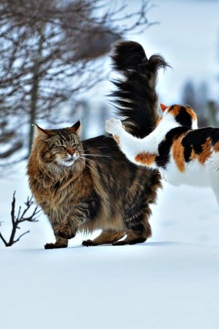 Обои снег, зима, ситуация, прыжок, коты, кошки, нападение, snow, winter, the situation, jump, cats, attack разрешение 2048x1364 Загрузить