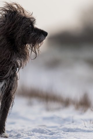 Обои снег, зима, собака, люси, ирландский волкодав, juergen libertus￼, snow, winter, dog, lucy, the irish wolfhound разрешение 1920x1274 Загрузить