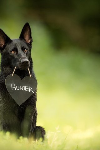 Обои собака, размытость, друг, охотник, немецкая овчарка, dog, blur, each, hunter, german shepherd разрешение 2048x1238 Загрузить