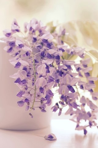 Обои цветы, соцветия, кисти, глициния, вистерия, flowers, inflorescence, brush, wisteria разрешение 2400x1600 Загрузить