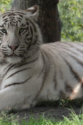 Обои тигр, морда, трава, взгляд, хищник, дикая кошка, белый тигр, tiger, face, grass, look, predator, wild cat, white tiger разрешение 2031x1080 Загрузить