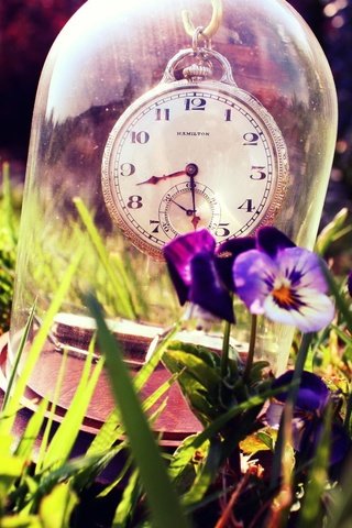 Обои цветы, трава, лето, часы, стекло, анютины глазки, flowers, grass, summer, watch, glass, pansy разрешение 2560x1600 Загрузить