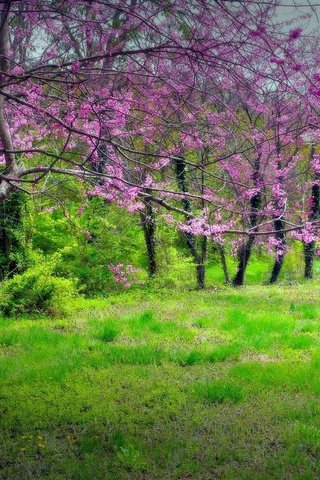 Обои трава, деревья, парк, весна, grass, trees, park, spring разрешение 1920x1387 Загрузить