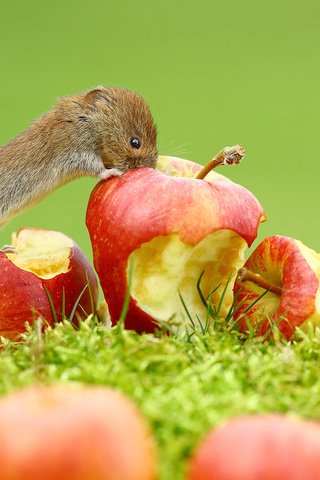 Обои трава, фрукты, яблоки, мышь, животное, зверек, grass, fruit, apples, mouse, animal разрешение 2048x1365 Загрузить