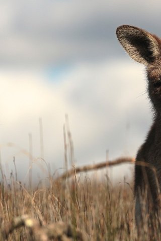 Обои трава, кенгуру, grass, kangaroo разрешение 2880x1920 Загрузить