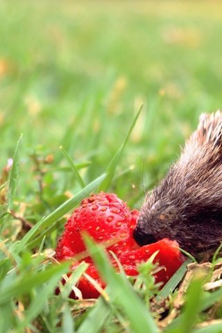 Обои трава, мордочка, клубника, весна, ежик, иголки, еж, боке, grass, muzzle, strawberry, spring, hedgehog, needles, bokeh разрешение 2330x1456 Загрузить