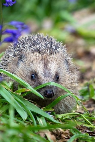 Обои цветы, трава, природа, ежик, еж, носик, flowers, grass, nature, hedgehog, spout разрешение 2000x1333 Загрузить