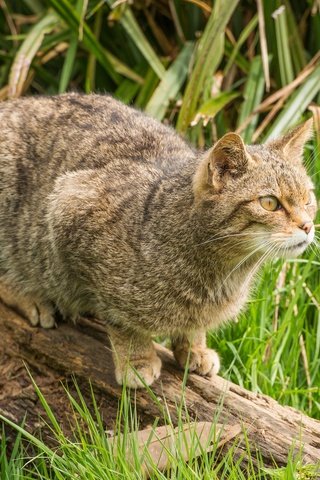 Обои трава, природа, кот, мордочка, усы, кошка, взгляд, коряга, grass, nature, cat, muzzle, mustache, look, snag разрешение 3750x2400 Загрузить