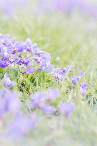 Обои цветы, трава, размытость, весна, фиалки, фиалка, flowers, grass, blur, spring, violet разрешение 2048x1367 Загрузить