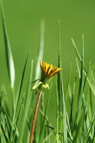 Обои трава, зелень, цветок, одуванчик, grass, greens, flower, dandelion разрешение 1920x1280 Загрузить