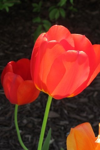 Обои цветы, бутоны, лепестки, весна, тюльпаны, стебли, красные тюльпаны, flowers, buds, petals, spring, tulips, stems, red tulips разрешение 3648x2736 Загрузить