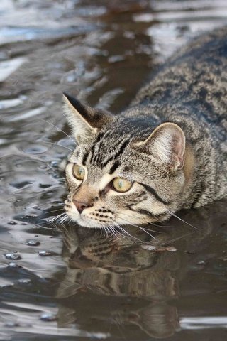 Обои вода, кот, мордочка, усы, кошка, взгляд, заплыв, пловец, water, cat, muzzle, mustache, look, swim, swimmer разрешение 2048x1365 Загрузить