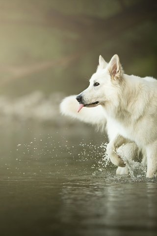 Обои вода, мордочка, взгляд, собака, язык, белая швейцарская овчарка, water, muzzle, look, dog, language, the white swiss shepherd dog разрешение 2048x1329 Загрузить