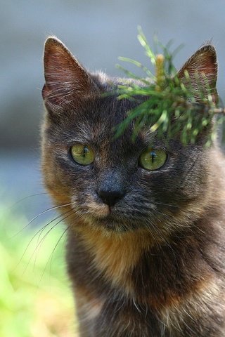Обои кот, мордочка, усы, кошка, взгляд, веточка ели, cat, muzzle, mustache, look, a sprig of spruce разрешение 1920x1280 Загрузить