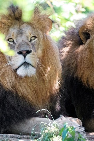 Обои морда, взгляд, львы, хищники, братья, дикая кошка, face, look, lions, predators, brothers, wild cat разрешение 4473x2982 Загрузить