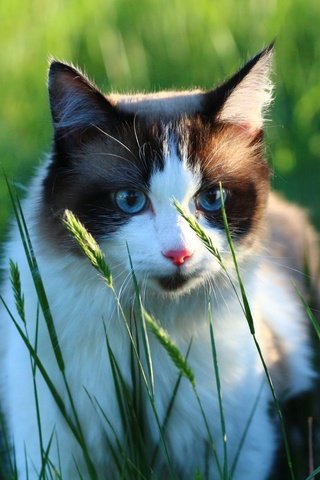 Обои зелень, кот, мордочка, кошка, взгляд, травинки, greens, cat, muzzle, look, grass разрешение 1920x1280 Загрузить