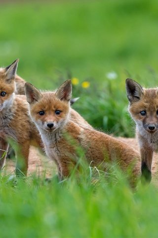 Обои зелень, взгляд, мордочки, лисята, лисы, greens, look, faces, cubs, fox разрешение 4900x2768 Загрузить