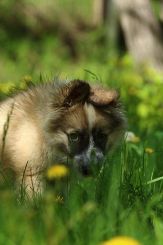 Обои глаза, зелень, взгляд, собака, щенок, одуванчики, лайка, eyes, greens, look, dog, puppy, dandelions, laika разрешение 1920x1280 Загрузить