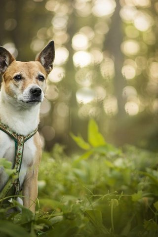 Обои зелень, собака, блики, luna, боке, dackelpup, greens, dog, glare, bokeh разрешение 2048x1367 Загрузить