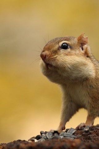 Обои животное, семечки, бурундук, грызун, щёки, animal, seeds, chipmunk, rodent, cheeks разрешение 4422x2486 Загрузить