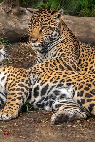 Обои животные, хищник, ягуар, ягуары, animals, predator, jaguar, jaguars разрешение 2048x1365 Загрузить