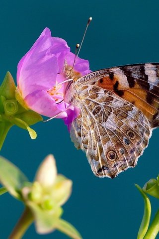 Обои макро, насекомое, фон, цветок, бабочка, крылья, репейница, macro, insect, background, flower, butterfly, wings, the painted lady разрешение 2048x1368 Загрузить