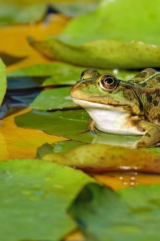 Обои вода, природа, листья, макро, водоем, лягушка, пруд, зеленая, пятнистая, spotted, water, nature, leaves, macro, pond, frog, green разрешение 4712x2650 Загрузить