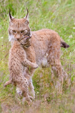 Обои трава, природа, мама, детеныш, рыси, grass, nature, mom, cub, lynx разрешение 2048x1152 Загрузить