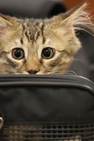 Обои кот, мордочка, усы, кошка, взгляд, милая, сумка, gbth u., cat, muzzle, mustache, look, sweetheart, bag разрешение 2880x1800 Загрузить
