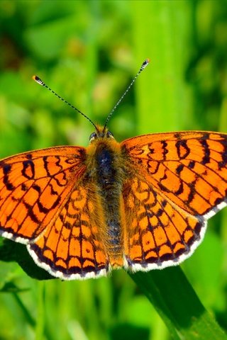 Обои трава, насекомое, бабочка, крылья, размытость, grass, insect, butterfly, wings, blur разрешение 3017x1822 Загрузить