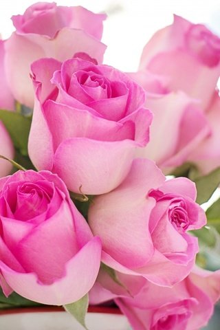 Обои цветы, бутоны, листья, розы, лепестки, розовые, flowers, buds, leaves, roses, petals, pink разрешение 2048x1125 Загрузить