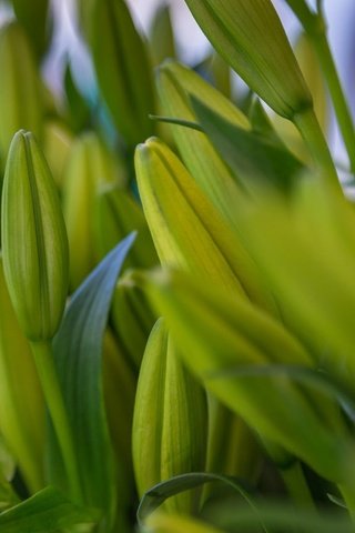 Обои цветы, бутоны, листья, макро, лилии, flowers, buds, leaves, macro, lily разрешение 2048x1365 Загрузить